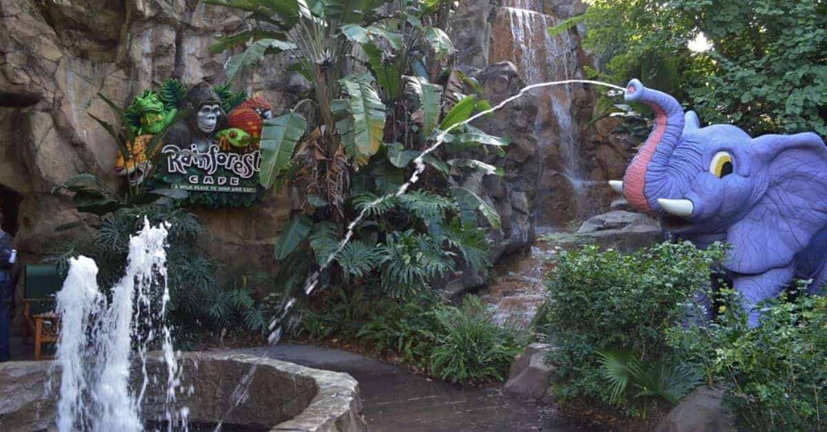 Rain Forest Cafe Animal Kingdom Dining Experience